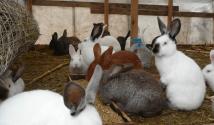 Основные моменты по составлению бизнес плана по разведению кроликов