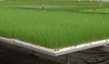 Как выращивать зеленый лук на продажу Рентабельность выращивания зеленого лука в теплице
